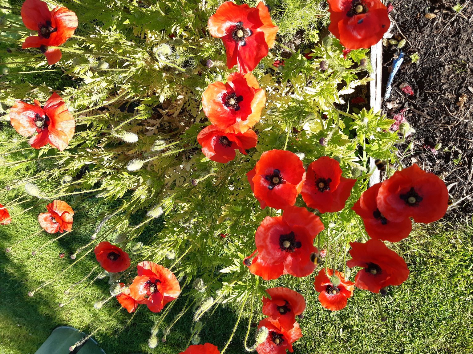 Poppies